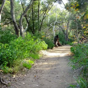 Canyon Trail