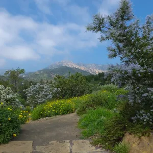 Porter Trail, Ceanothus (California Lilac)