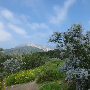 Porter Trail, Ceanothus (California Lilac)