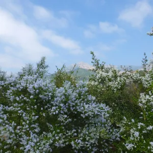 Porter Trail, Ceanothus