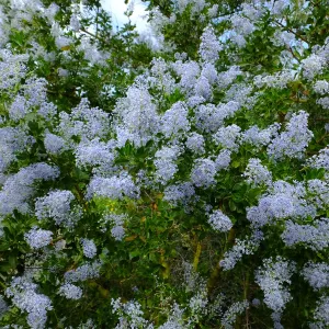 Porter Trail, Ceanothus (California Lilac)