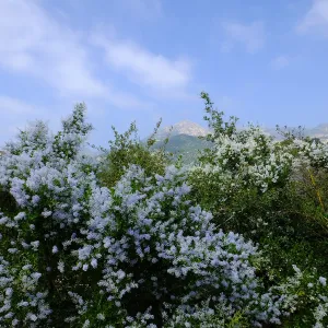 Porter Trail, Ceanothus (California Lilac)