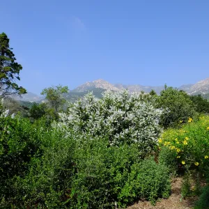 Porter Trail, Ceanothus (California Lilac)