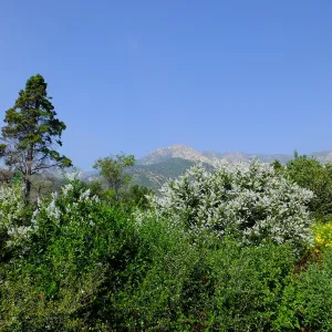 Porter Trail, Ceanothus (California Lilac)