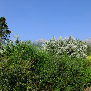 Porter Trail, Ceanothus (California Lilac)