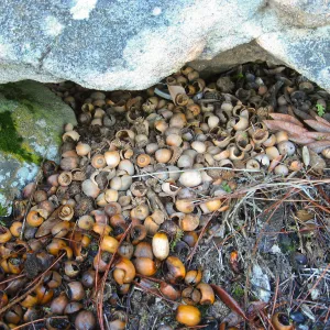 Quercus chrysolepis acorrns, La Cumbre Peak east Camino Cielo