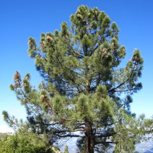 Pinus coulteri La Cumbre Peak east Camino Cielo