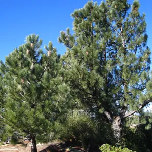 Pinus coulteri La Cumbre Peak east Camino Cielo