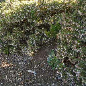 Ken Taylor manzanita at steps to Porter Trail