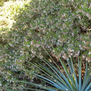 Ken Taylor manzanita and Yucca at steps to Porter Trail