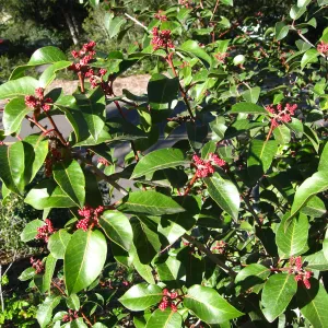 Rhus ovata on Porter Trail