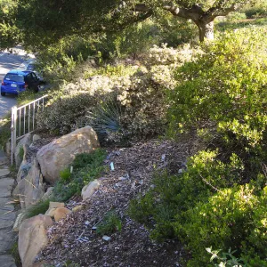 Arctostaphylos Ken Tayor at Porter Trail steps