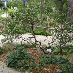 Howard McMinn manzanita and Heuchera Opal in front of gift shop