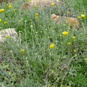 Baileya multiradiata, Desert Section