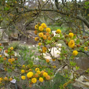 Closeup of Acacia farnsiana flowers and lichen, Desert Section