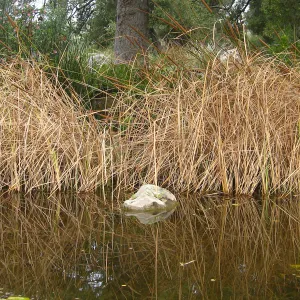 Cat Tails, Pond