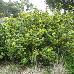 Berberis pinnata in bloom, 