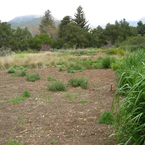 Meadow