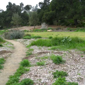 Meadow