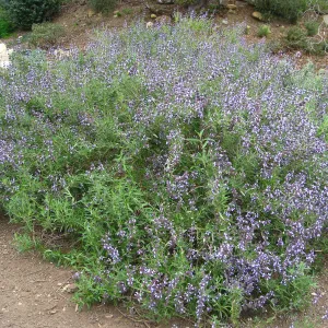 Salvia 'Pacific Blue' Meadow
