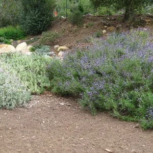 Salvia leucophylla and S. Pacific Blue in Meadow border