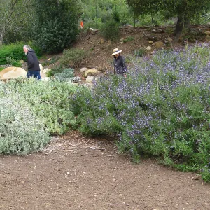 Salvia leucophylla and S. Pacific Blue in Meadow border