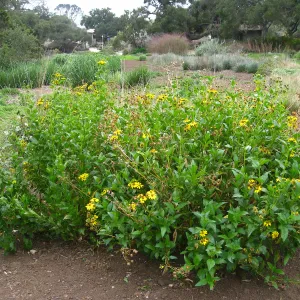 Verbesina hastata in Meadow