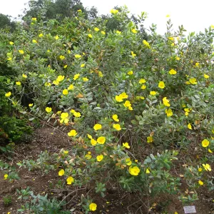 Dendromecon harfordii on parking lot bank