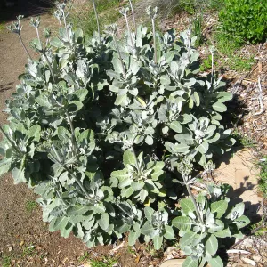 Eriogonum, Porter Trail