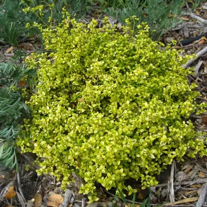 Variegated Ceanothus thyrsiflorus at Tunnel triangle
