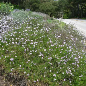 Verbena 'Paseo Rancho', Tunnel Triangle