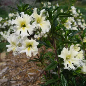 Mimulus 'Jellybean White' in the Meadow