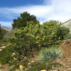Dendromecon harfordii, Yucca, Manzanita, Ceanothus, with parking lot fence in background