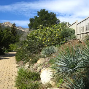 Dendromecon harfordii, Yucca, Manzanita, Ceanothus, with parking lot fence in background