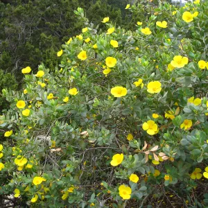 Dendromecon harfordii, Meadow