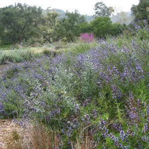 Salvia 'Pacific Blue' in the Meadow