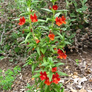 Diplacus Campbell Trail