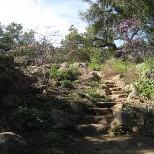 Steps from Arroyo to Manzanita section after removal of oak