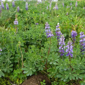Lupine in wildflower planting where Gain House once stood