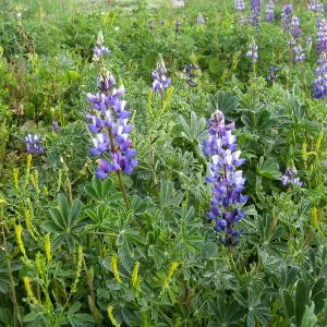 Lupine in wildflower planting where Gain House once stood