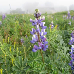 Lupine in wildflower planting where Gain House once stood