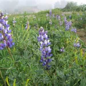 Lupine in wildflower planting where Gain House once stood