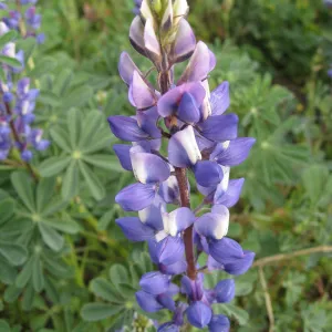 Lupine in wildflower planting where Gain House once stood