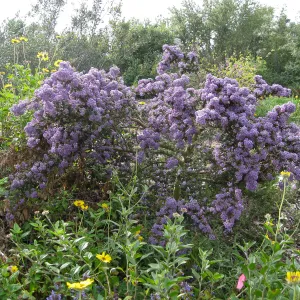 Ceanothus (California Lilac) volunteer on Porter trail