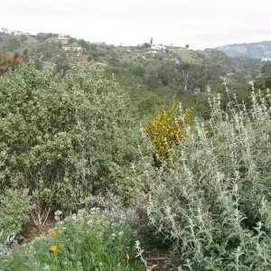 Salvia (Sage), Malacothamnus (Bush Malalow), Fremontodendron (Flannelbush), Phacelia, Porter Trail
