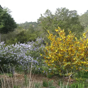 Fremontodendron (Flannelbush) , Ceanothus (California Lilac)Porter Trail