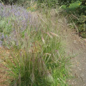 Nassella cernua, Porter Trail