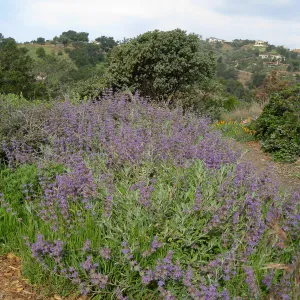 Salvia 'Bee's Bliss', Porter Trail