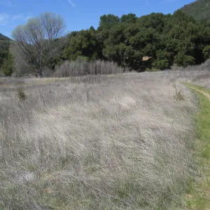 Nassella meadow on trail to Mono Campground off Camuesa Road