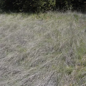 Nassella meadow on trail to Mono Campground off Camuesa Road